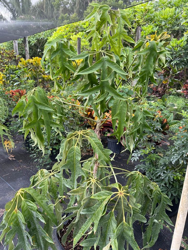 schefflera-actinophylla-nova-umbrella-tree