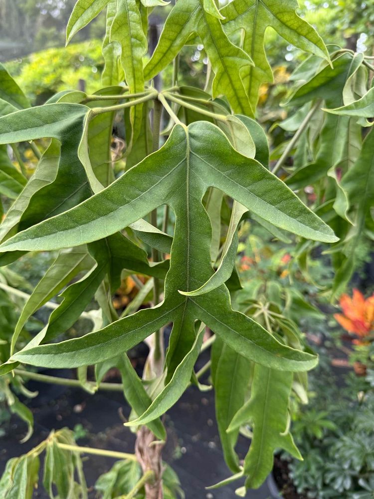 schefflera-actinophylla-nova-umbrella-tree