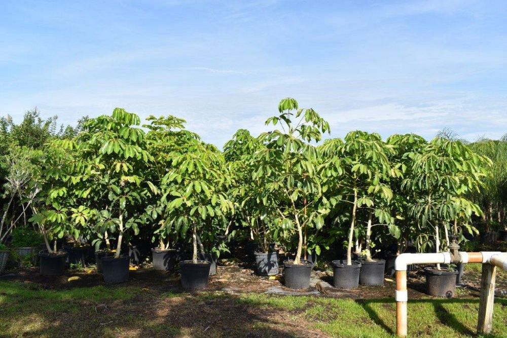 schefflera-actinophylla-umbrella-tree