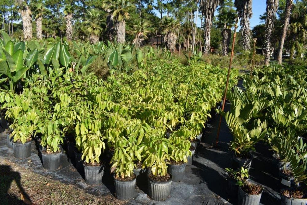 schefflera-actinophylla-umbrella-tree