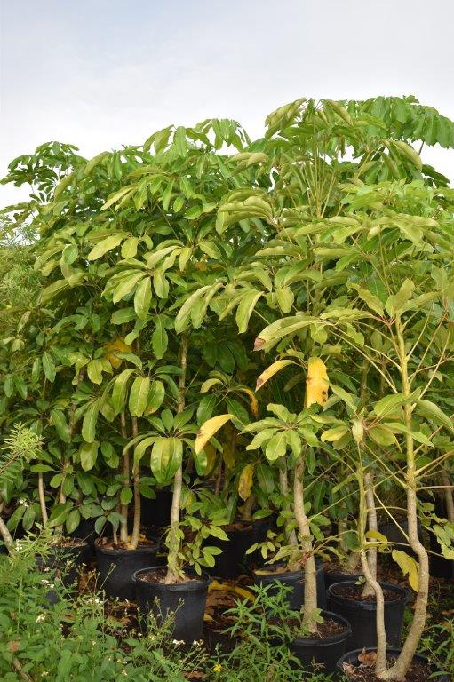 schefflera-actinophylla-umbrella-tree