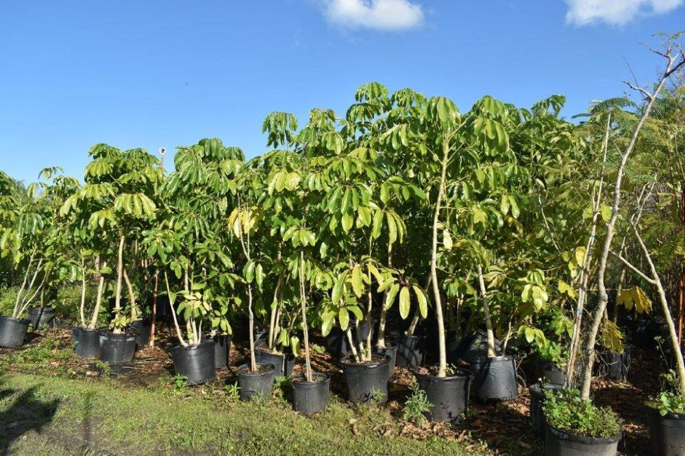 schefflera-actinophylla-umbrella-tree