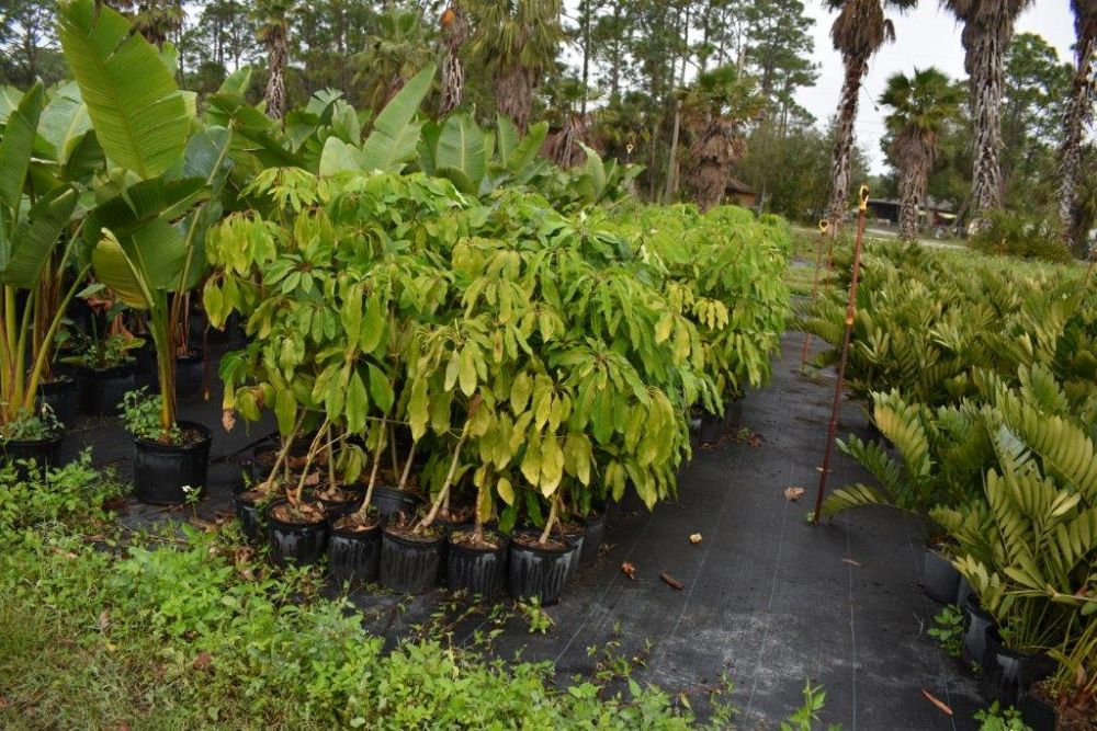 schefflera-actinophylla-umbrella-tree