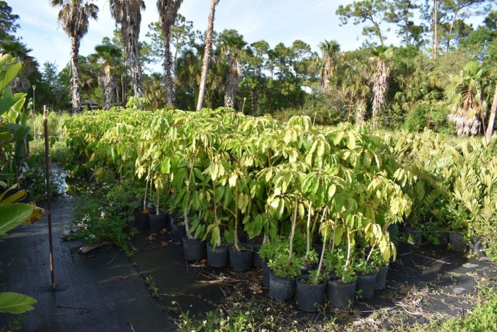 schefflera-actinophylla-umbrella-tree