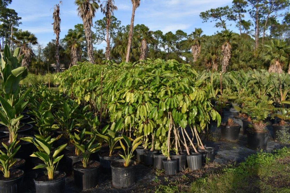 schefflera-actinophylla-umbrella-tree