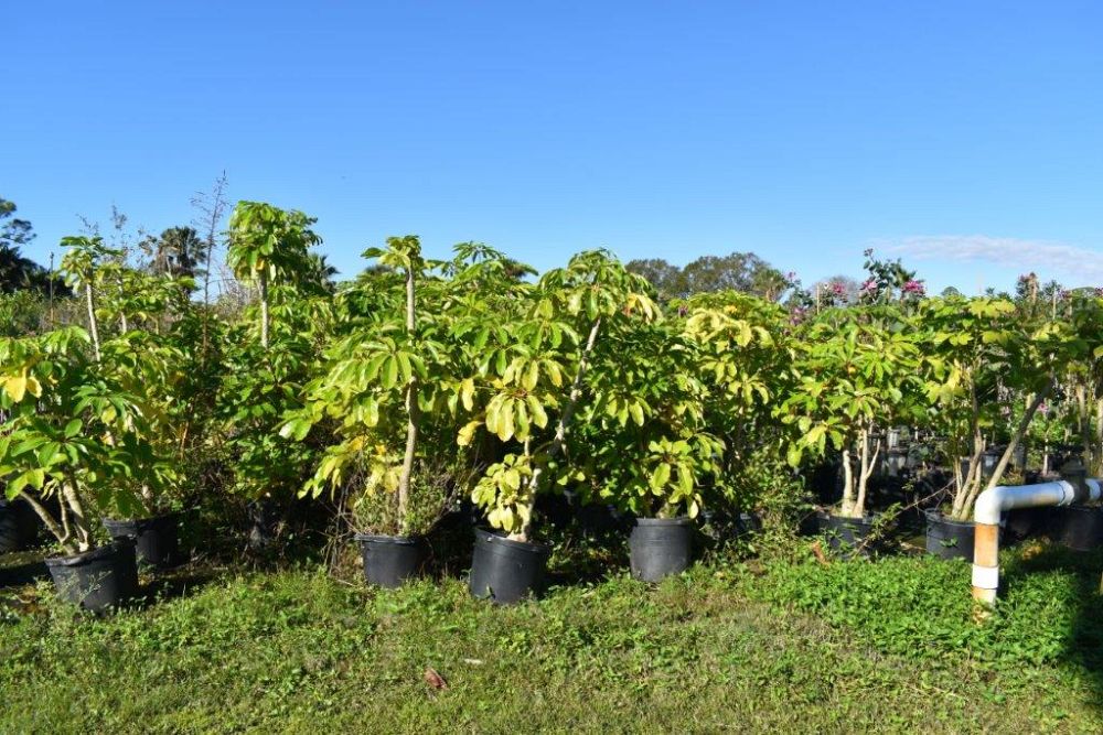 schefflera-actinophylla-umbrella-tree