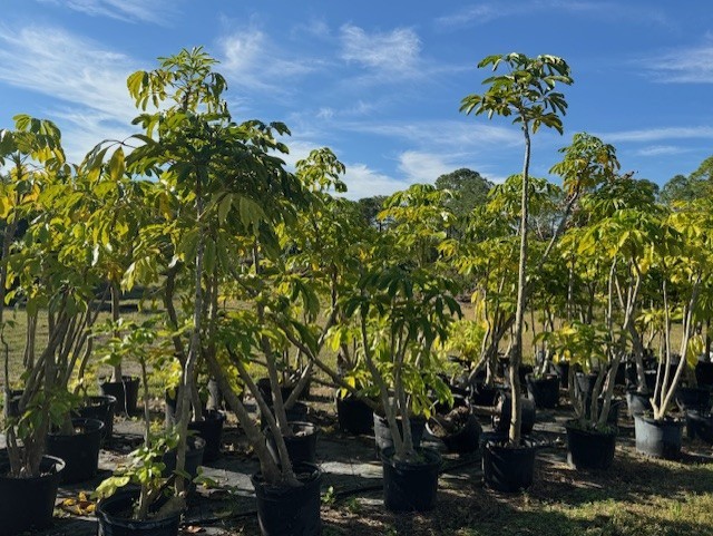 schefflera-actinophylla-umbrella-tree