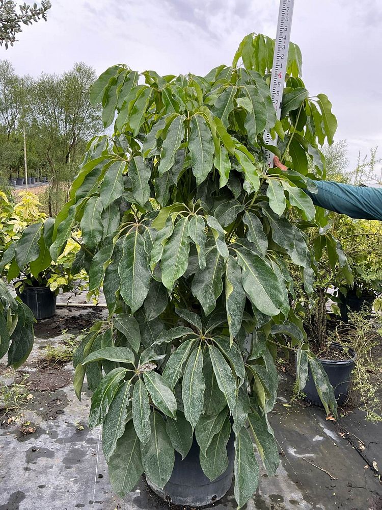 schefflera-actinophylla-umbrella-tree