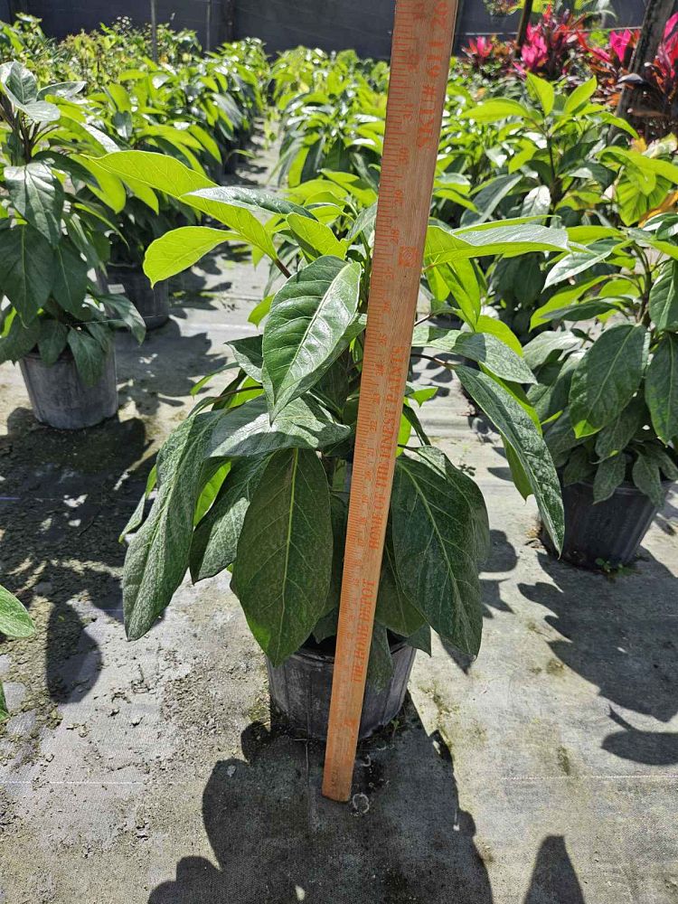 schefflera-arboricola-alpine-umbrella-tree
