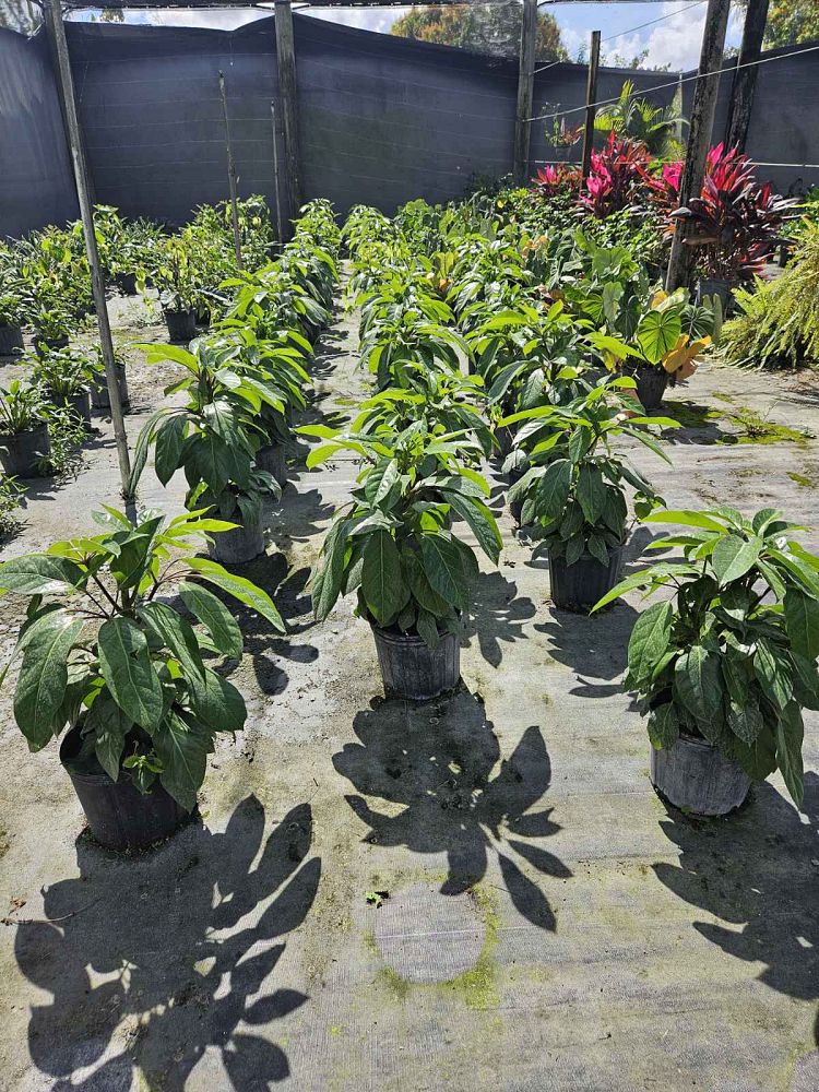 schefflera-arboricola-alpine-umbrella-tree