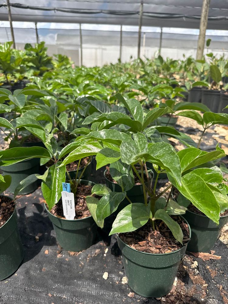 schefflera-arboricola-amate-soleil-umbrella-tree