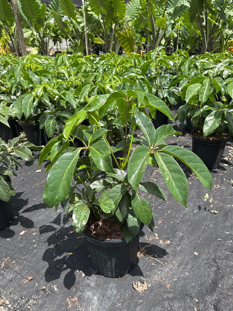 schefflera-arboricola-amate-soleil-umbrella-tree