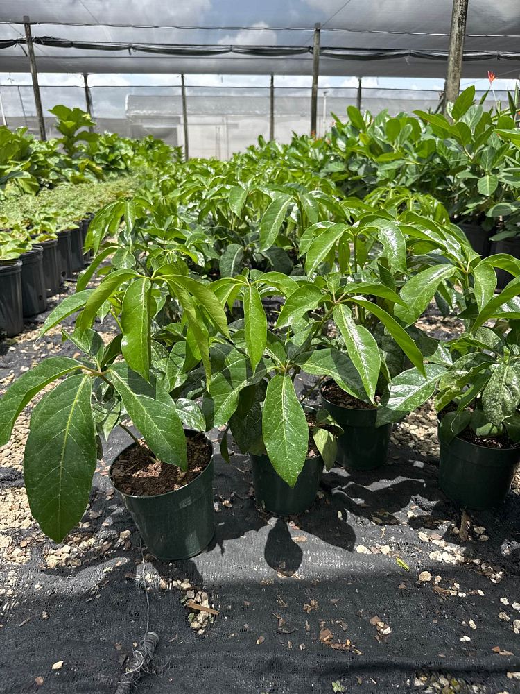 schefflera-arboricola-amate-soleil-umbrella-tree