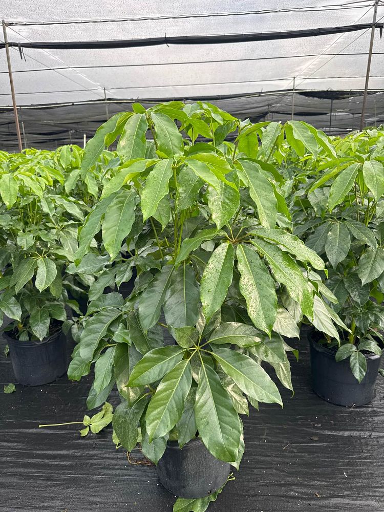 schefflera-arboricola-amate-soleil-umbrella-tree