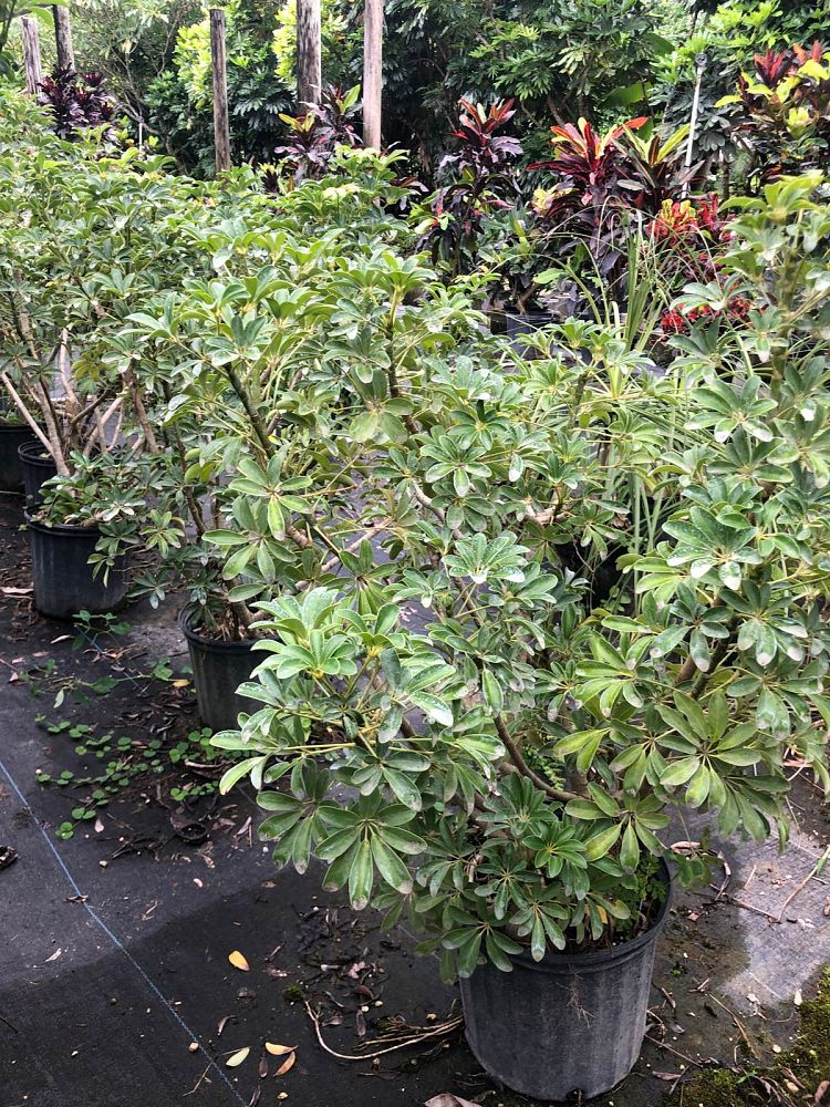 schefflera-arboricola-compacta-dwarf-umbrella-tree-schefflera-arboricola-mini-green