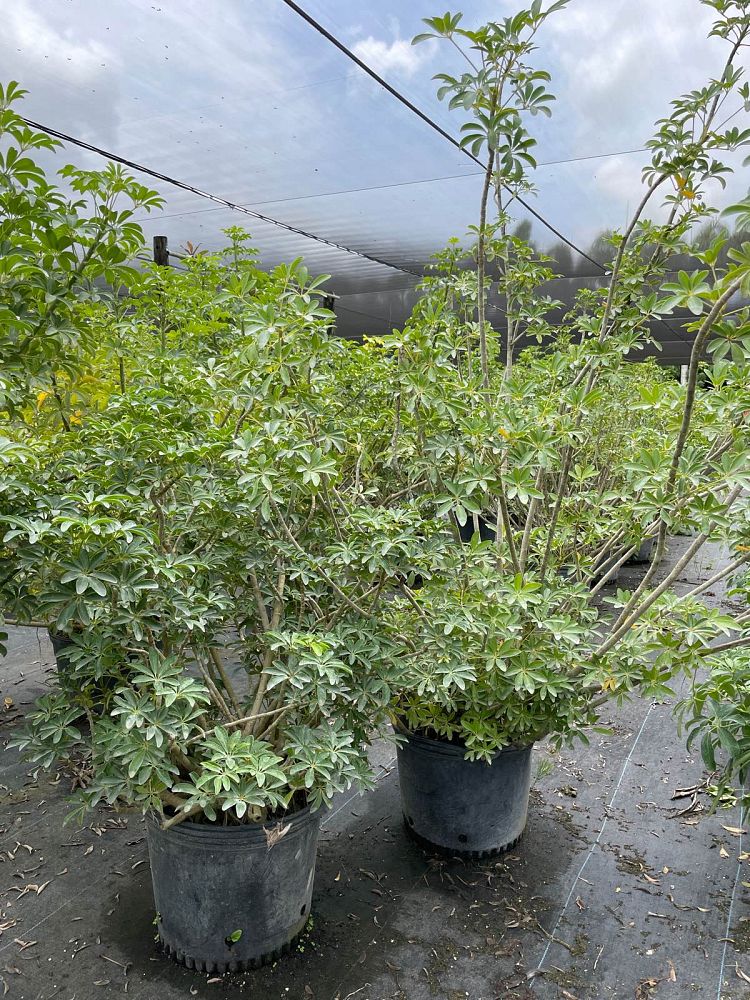 schefflera-arboricola-compacta-dwarf-umbrella-tree-schefflera-arboricola-mini-green
