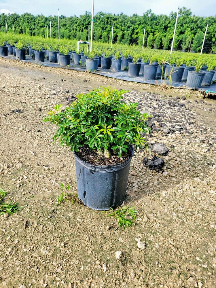 schefflera-arboricola-compacta-dwarf-umbrella-tree-schefflera-arboricola-mini-green