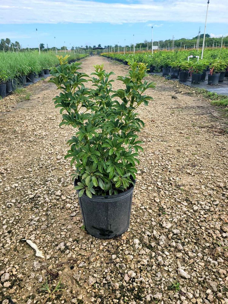 schefflera-arboricola-compacta-dwarf-umbrella-tree-schefflera-arboricola-mini-green