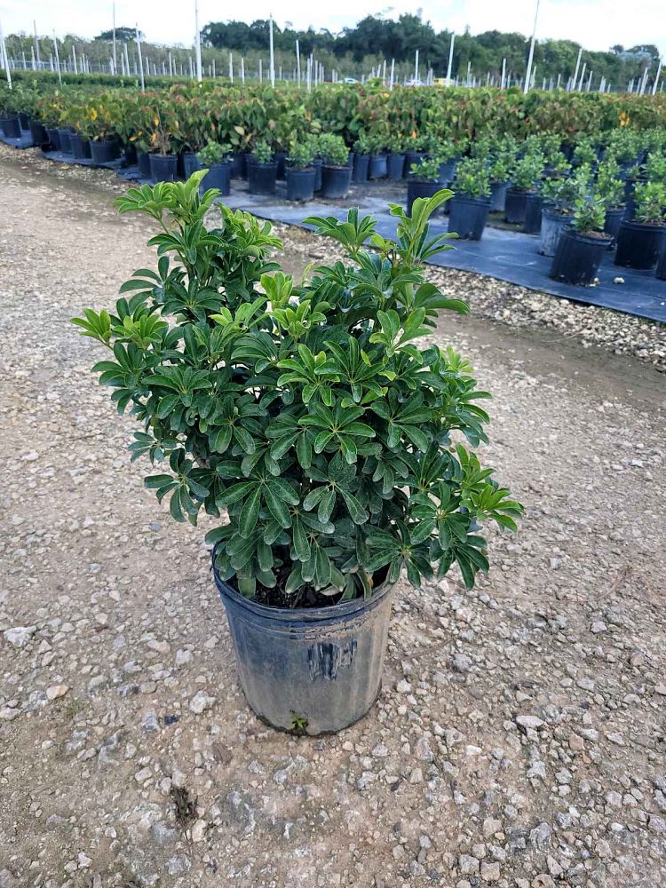 schefflera-arboricola-compacta-dwarf-umbrella-tree-schefflera-arboricola-mini-green