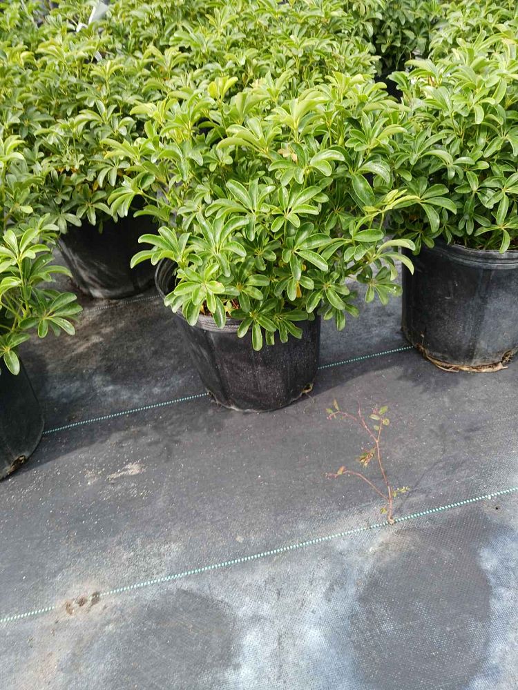 schefflera-arboricola-compacta-dwarf-umbrella-tree-schefflera-arboricola-mini-green