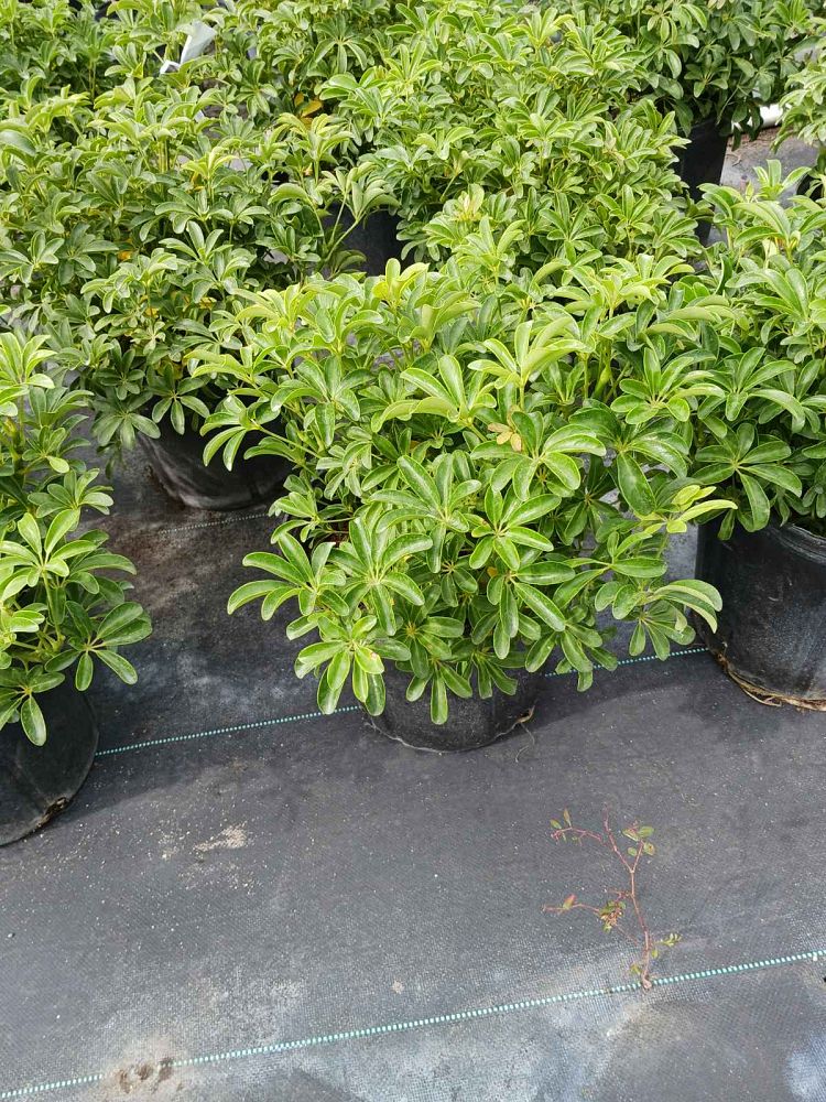 schefflera-arboricola-compacta-dwarf-umbrella-tree-schefflera-arboricola-mini-green