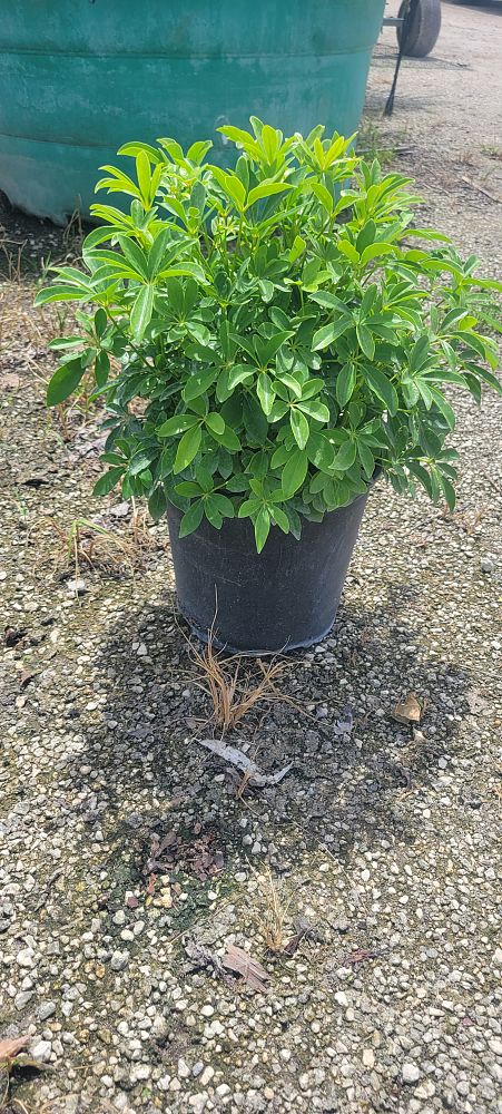 schefflera-arboricola-compacta-dwarf-umbrella-tree-schefflera-arboricola-mini-green