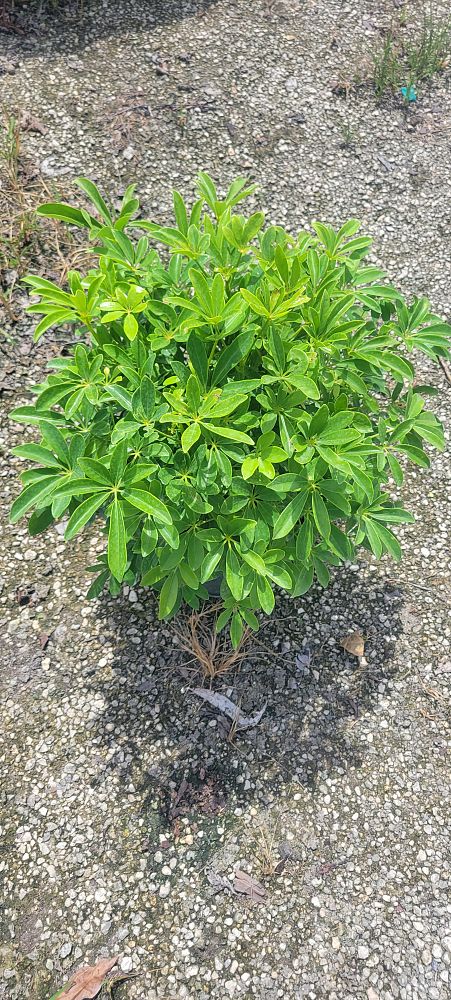 schefflera-arboricola-compacta-dwarf-umbrella-tree-schefflera-arboricola-mini-green