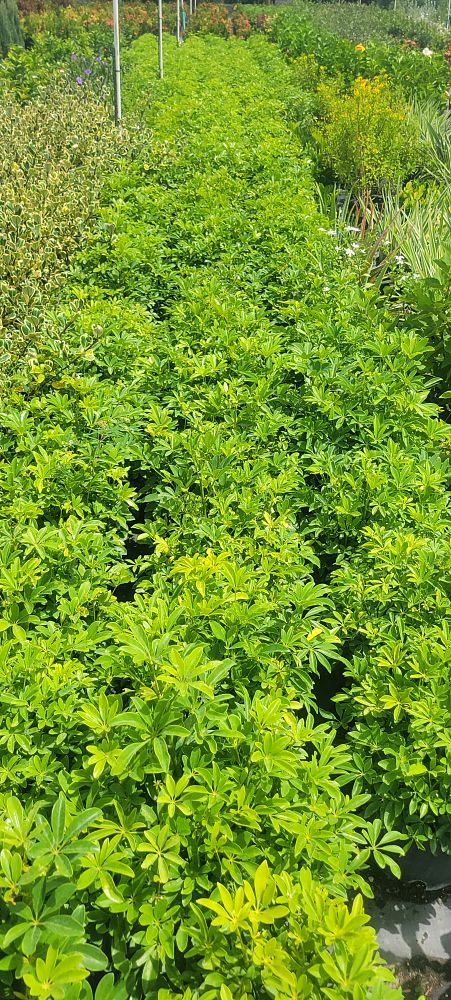 schefflera-arboricola-compacta-dwarf-umbrella-tree-schefflera-arboricola-mini-green