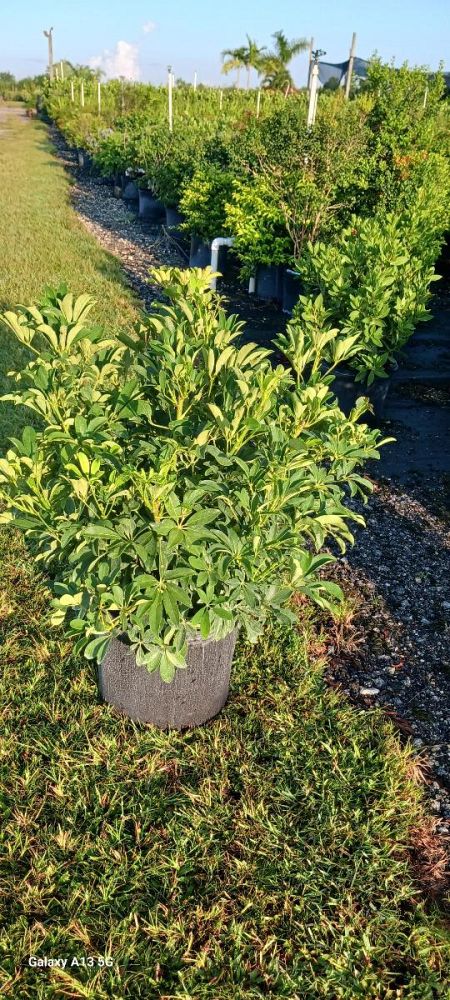 schefflera-arboricola-compacta-dwarf-umbrella-tree-schefflera-arboricola-mini-green
