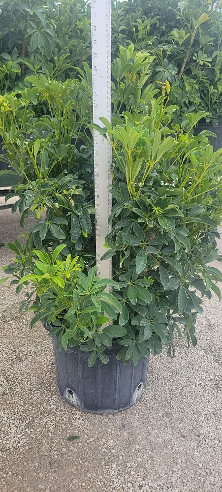 schefflera-arboricola-compacta-dwarf-umbrella-tree-schefflera-arboricola-mini-green