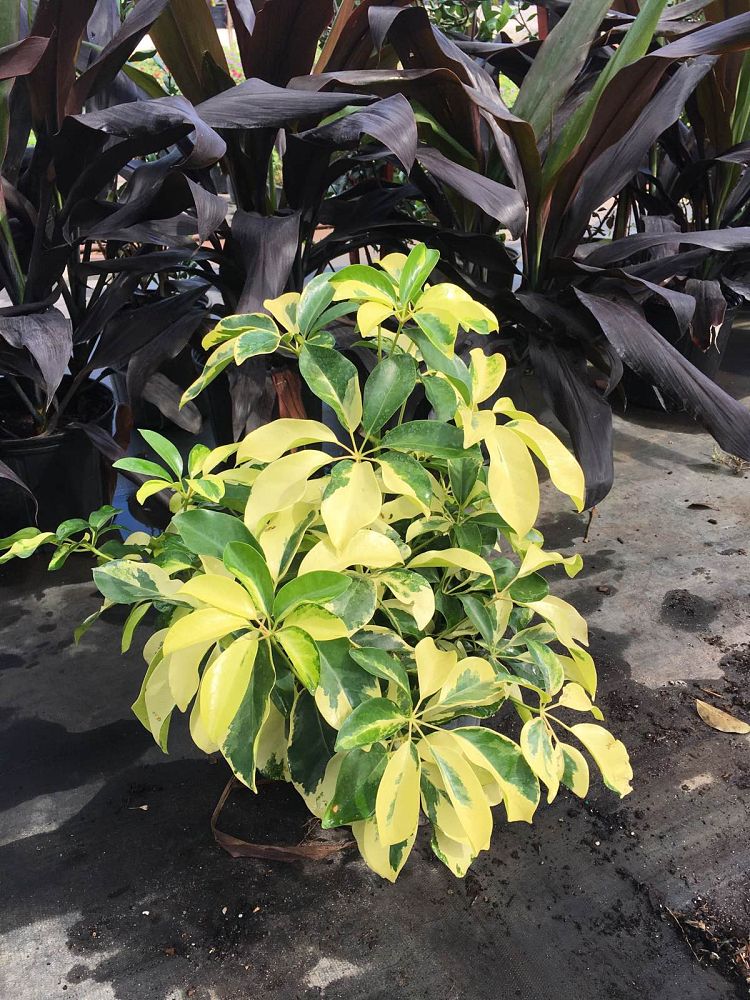 schefflera-arboricola-dazzle-umbrella-tree