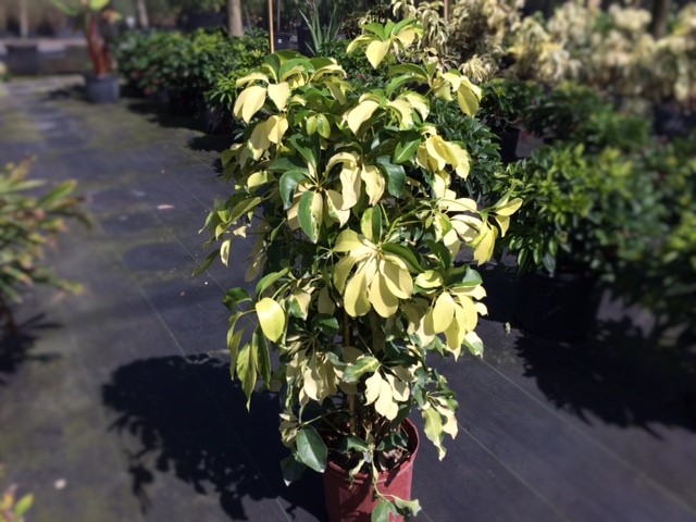 schefflera-arboricola-dazzle-umbrella-tree