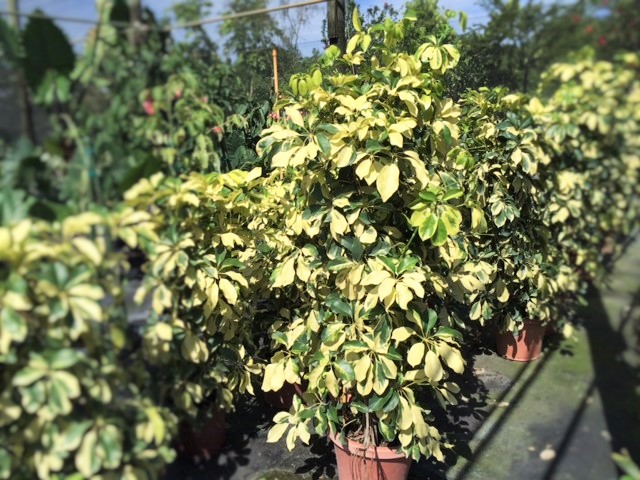schefflera-arboricola-dazzle-umbrella-tree