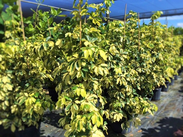 schefflera-arboricola-dazzle-umbrella-tree