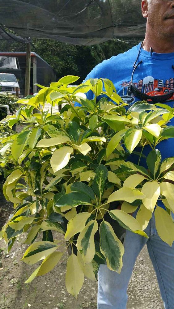 schefflera-arboricola-dazzle-umbrella-tree