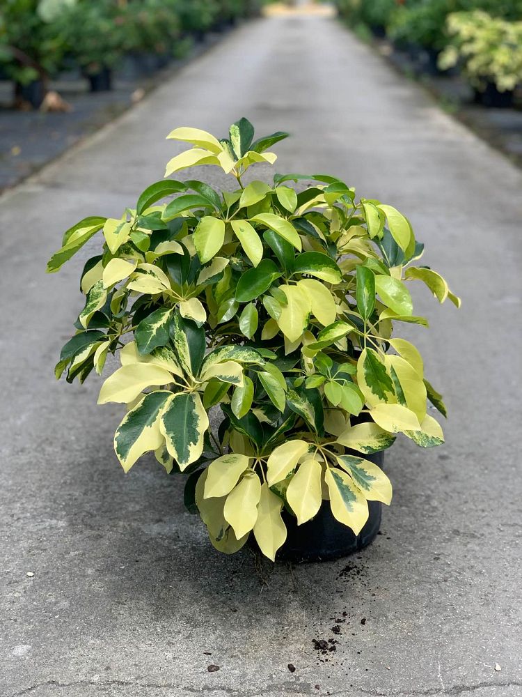 schefflera-arboricola-dazzle-umbrella-tree