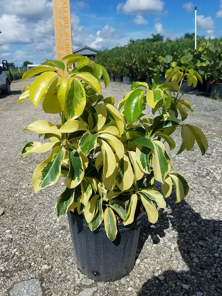 schefflera-arboricola-dazzle-umbrella-tree