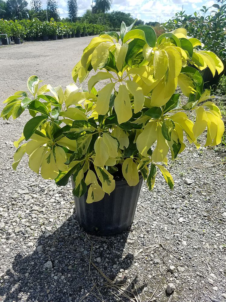 schefflera-arboricola-dazzle-umbrella-tree