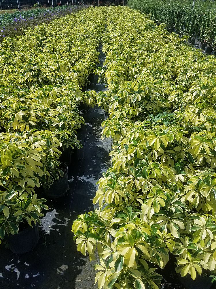 schefflera-arboricola-dazzle-umbrella-tree