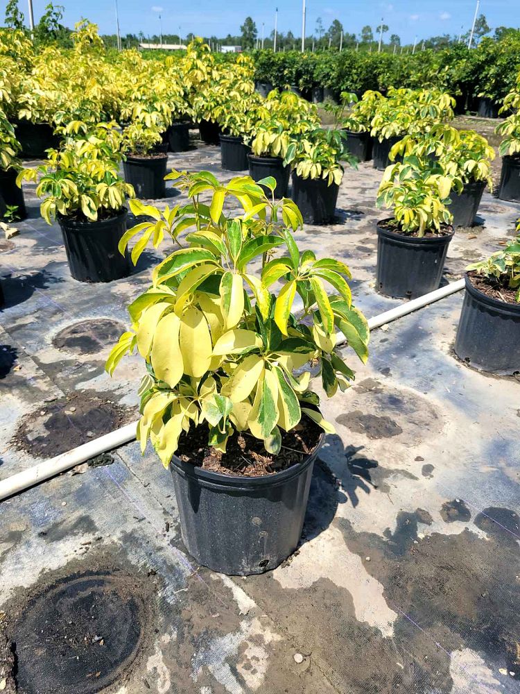 schefflera-arboricola-dazzle-umbrella-tree