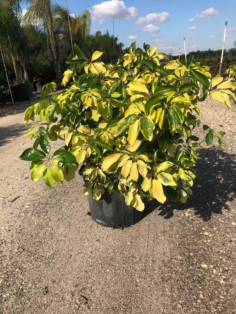 schefflera-arboricola-dazzle-umbrella-tree