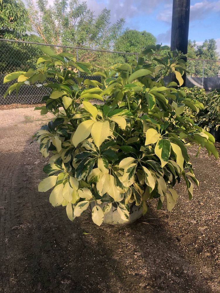 schefflera-arboricola-dazzle-umbrella-tree