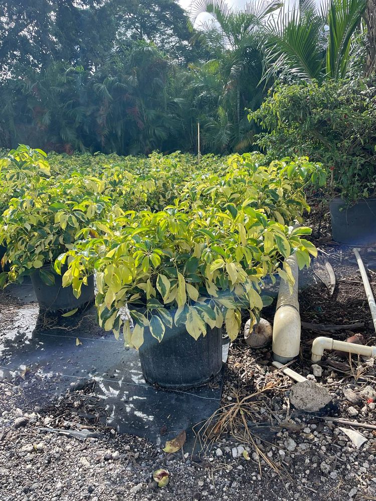 schefflera-arboricola-dazzle-umbrella-tree