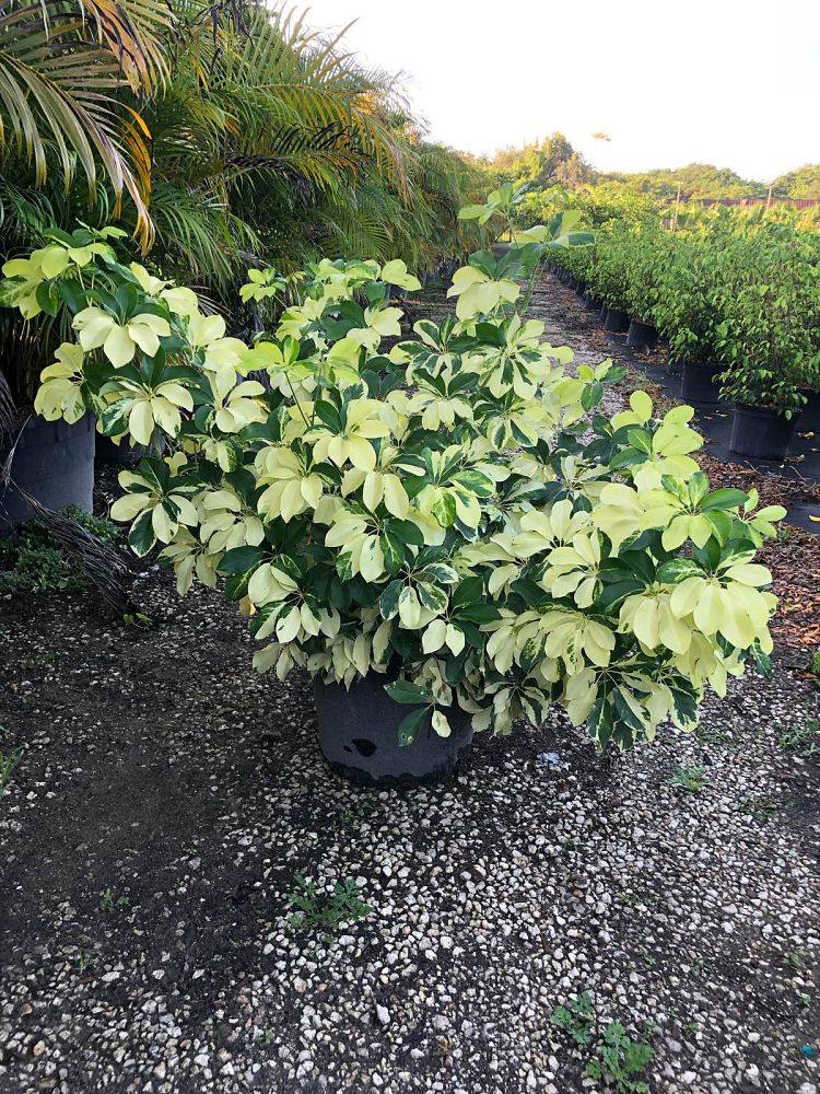 schefflera-arboricola-dazzle-umbrella-tree