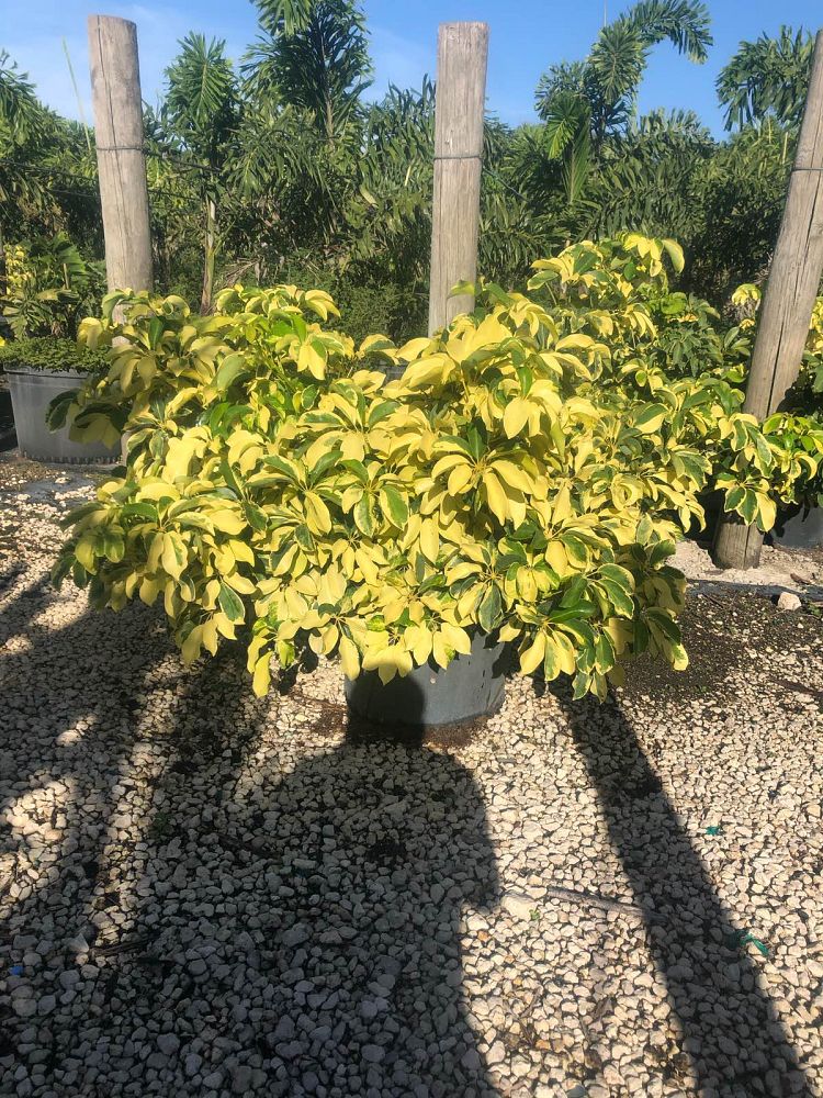 schefflera-arboricola-dazzle-umbrella-tree