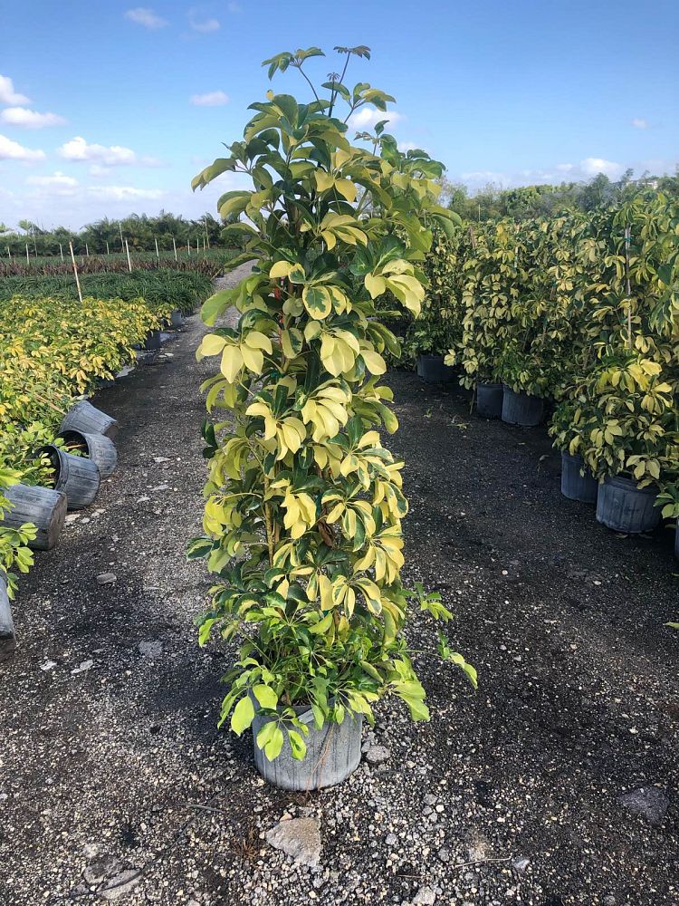 schefflera-arboricola-dazzle-umbrella-tree