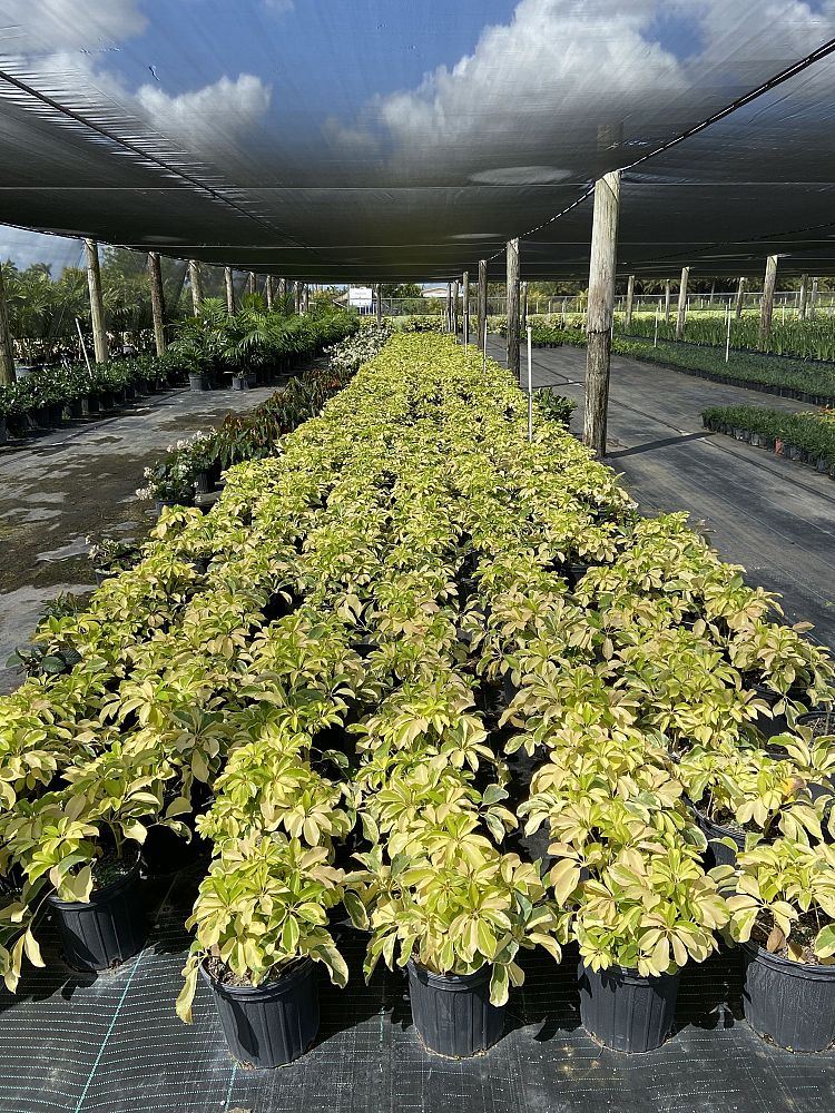 schefflera-arboricola-dazzle-umbrella-tree