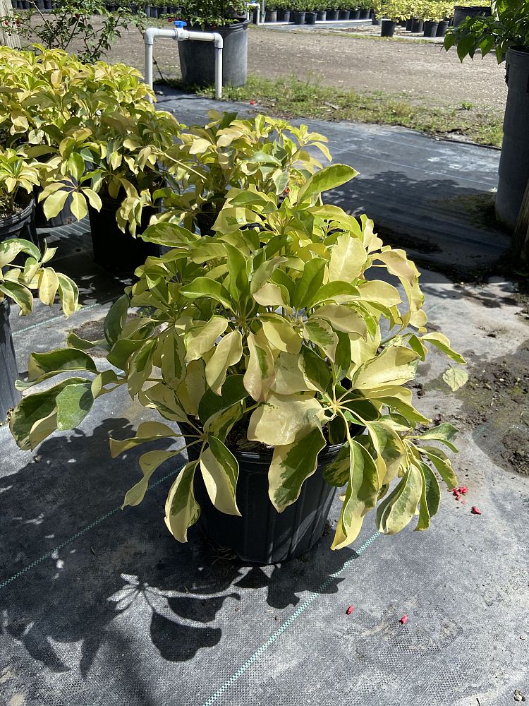 schefflera-arboricola-dazzle-umbrella-tree