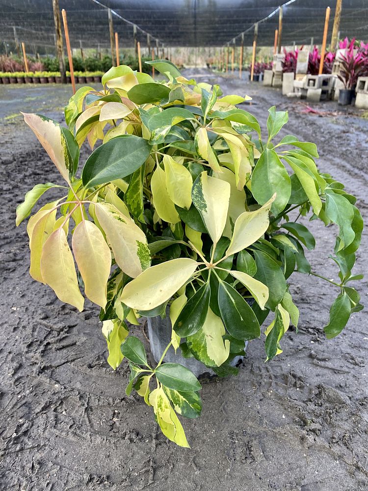 schefflera-arboricola-dazzle-umbrella-tree