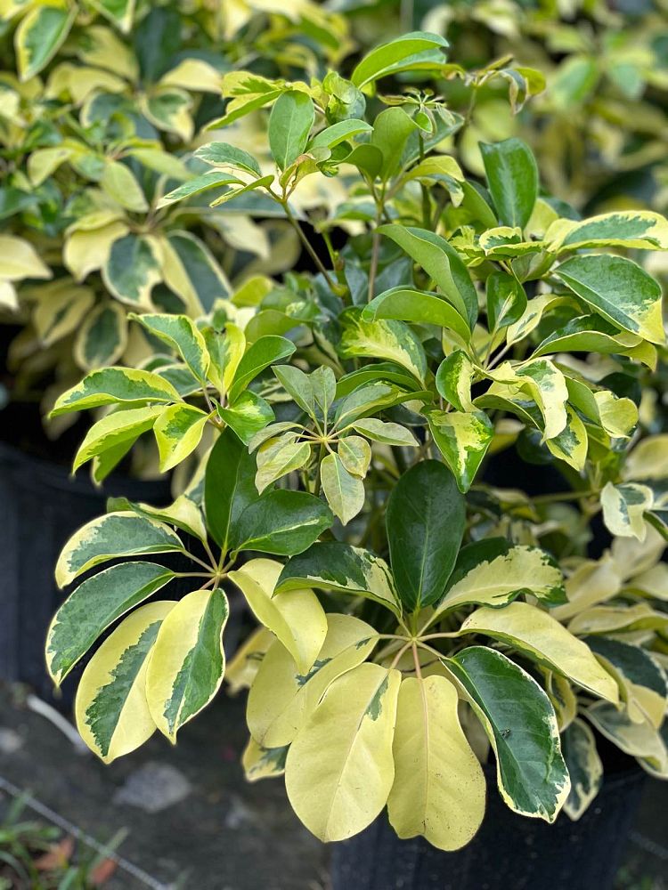 schefflera-arboricola-dazzle-umbrella-tree